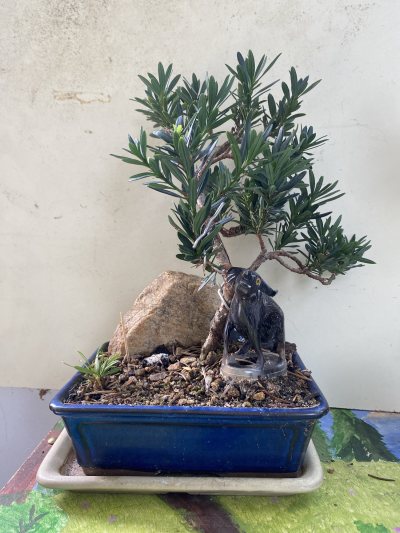 Podocarpus Astrid