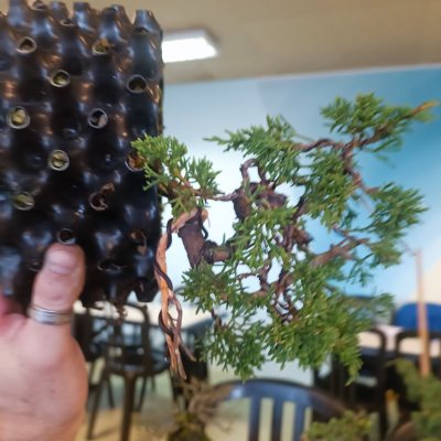 Juniperus cascade 3