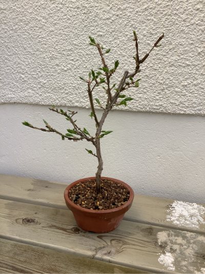 Euonymus Alatus II