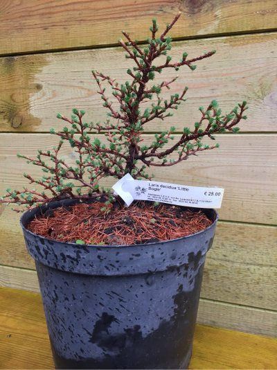 Larix