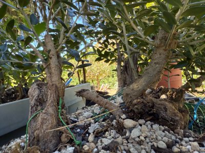 OLIVOS(enero del 25) (((((tres bosques)