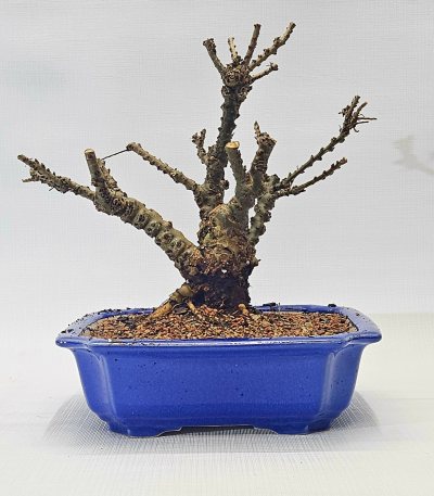 Seiju Elm