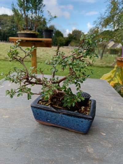 Orme Nire