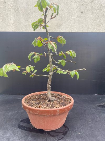 Hêtre fruitière