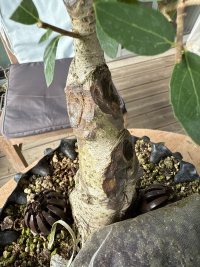 Fertilisation - 09/09/2025 - Photo 1/1