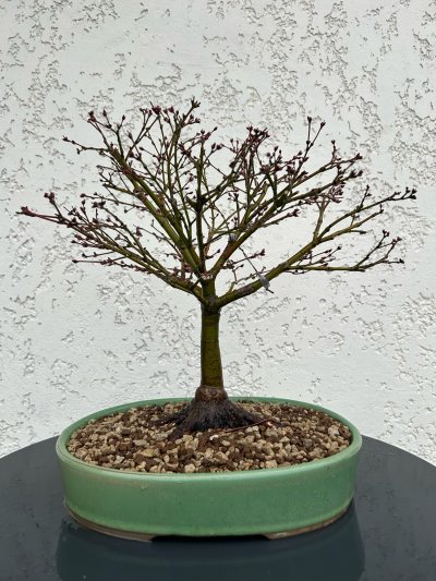 Erable palmatum Little Princess