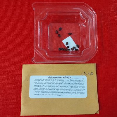 Катунарегам колючий ККо01с