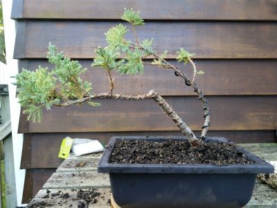 Juniperus 001