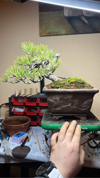 Pino Thunbergi semicascada