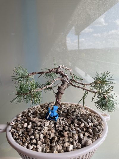 Pino1