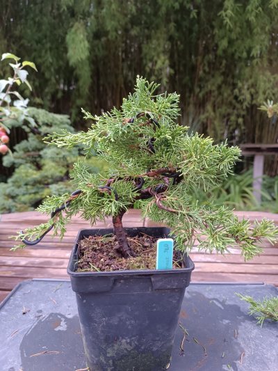 Shimpaku Itoigawa 076