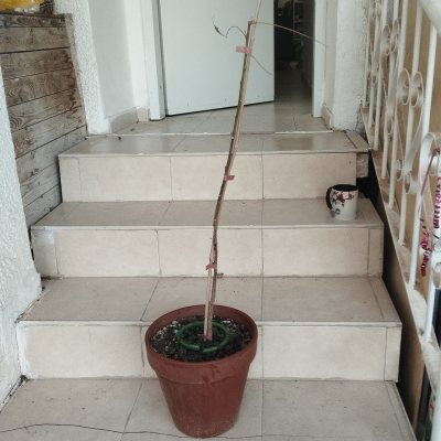 ✓Азадирахта индийская, или Ним АзИ01
