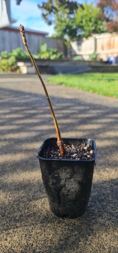 Ginkgo