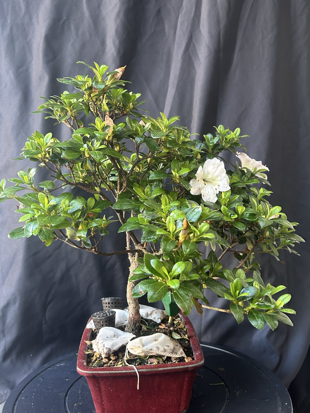 Photo 14