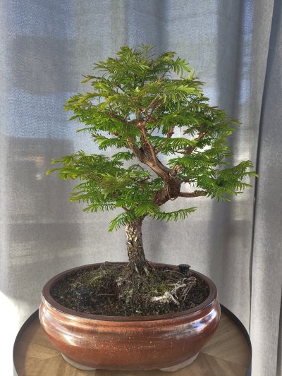 Angie's Mammutbaum