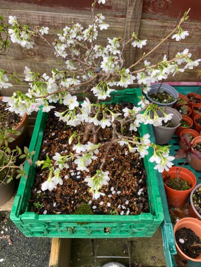 Wedding blossom