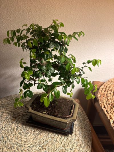Zelkova