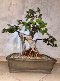 Repotting - 4/7/22 - Photo 1/1