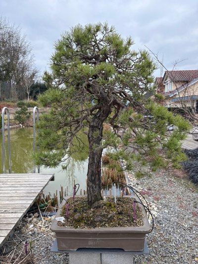 Waldkiefer groß