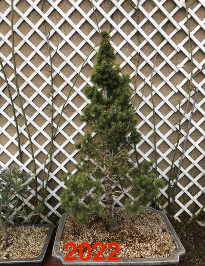 Picea Grande