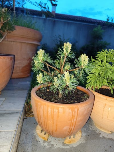 Pinus weymouth
