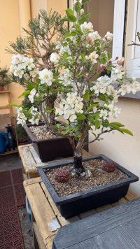 Blomstring - 28.03.2025 - Photo 1/1