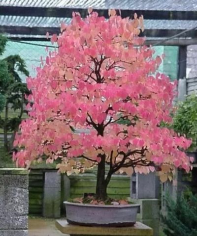 Cercidiphyllum Japonicum