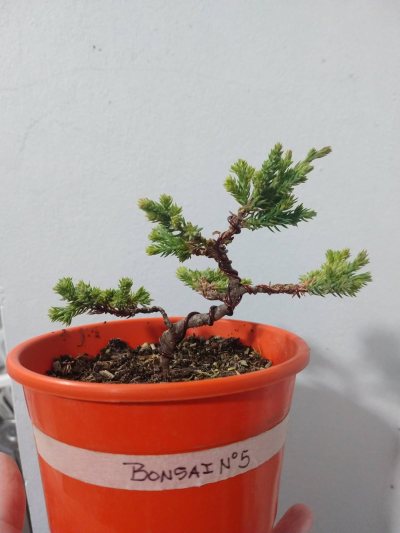 Número 5: Juniperus