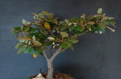 Elaeagnus