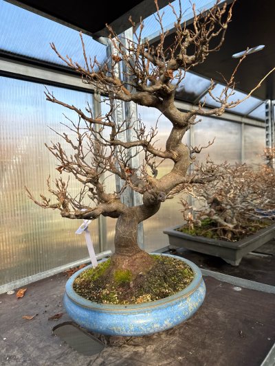 japanischer Maiglöckchenbaum