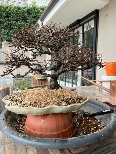 Zelkova EZ roccia
