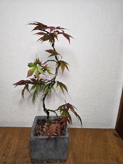 Ahorn Fächer Burgund 001