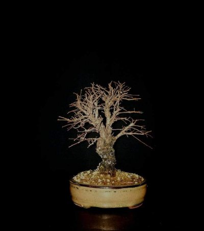 Zelkova “Es Caganer”*