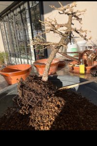 Μεταφύτευση - 4/2/24 - Photo 1/2
