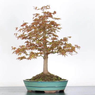 Acer palmatum