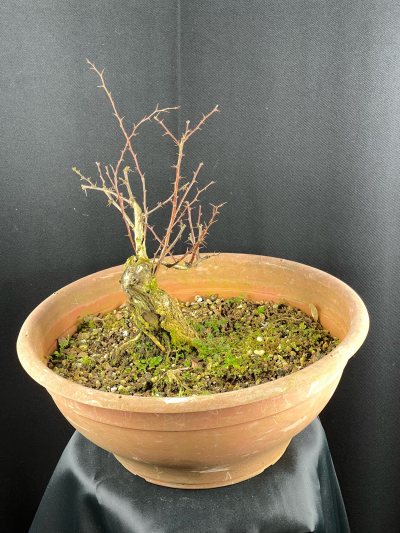 Berberis