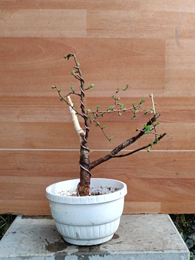 Modrzew yamadori