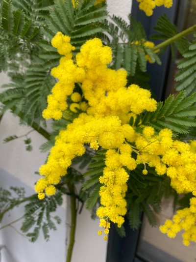 Mimosa