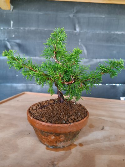 Juniperus chinensis Itoigawa