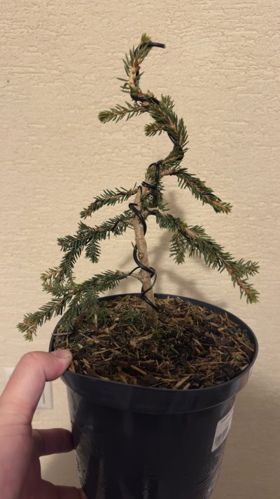 Picea glauca 02