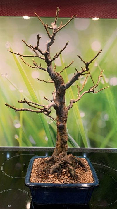 Liquidambar