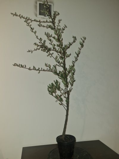 Chêne liege