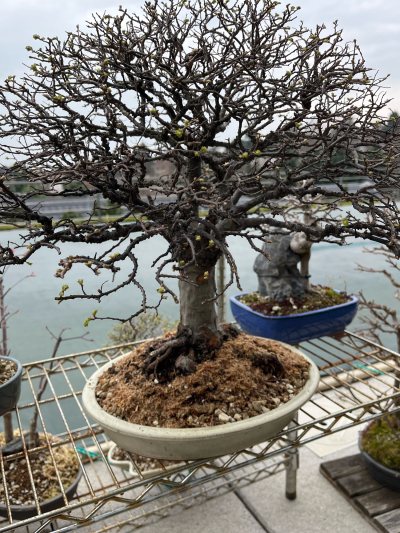 Zelkova nire