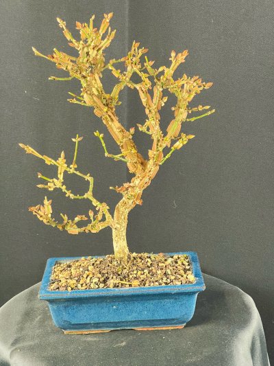 Fusain ailé (Alatus)