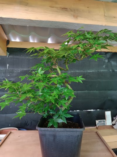 Acer palmatum