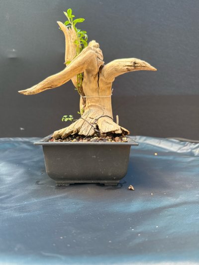 PIRACANTA