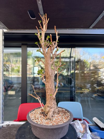 Ginkgo 1 / ID 19