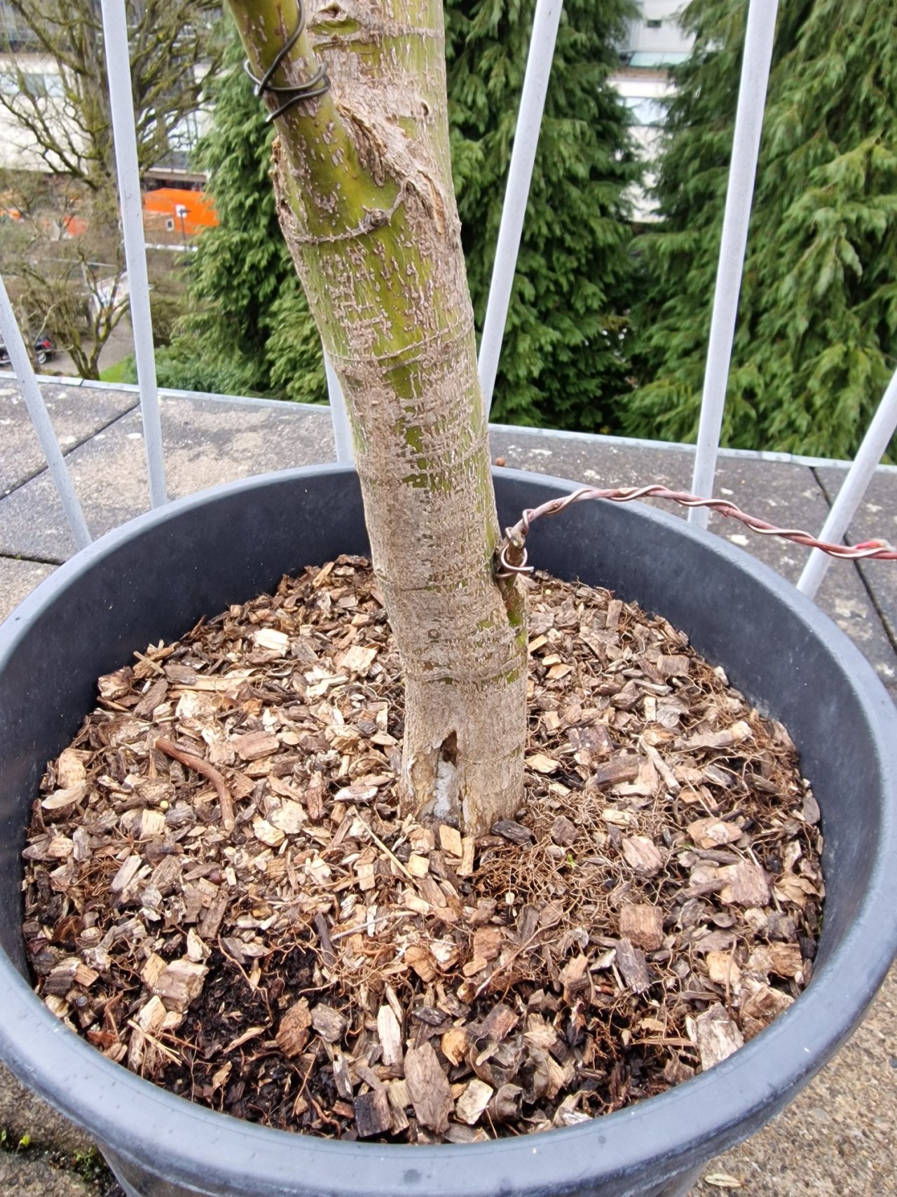 Photo 11