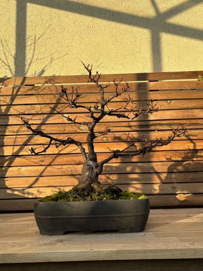 Acer ginnala