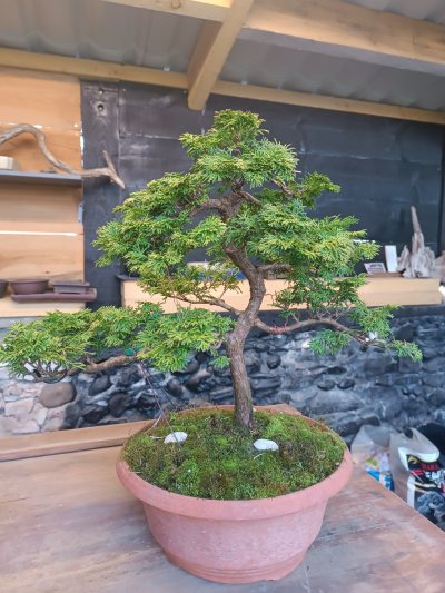 Chamaecyparis obtusa 083